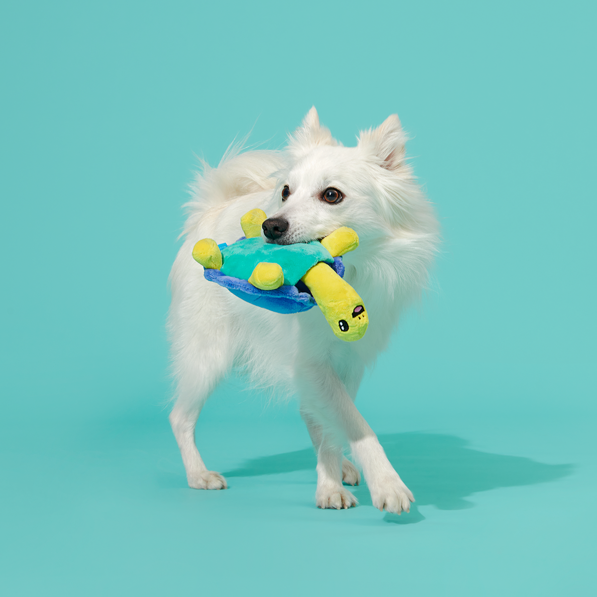 Tiago Tortuga Plush Tug Dog Toy - Image 5
