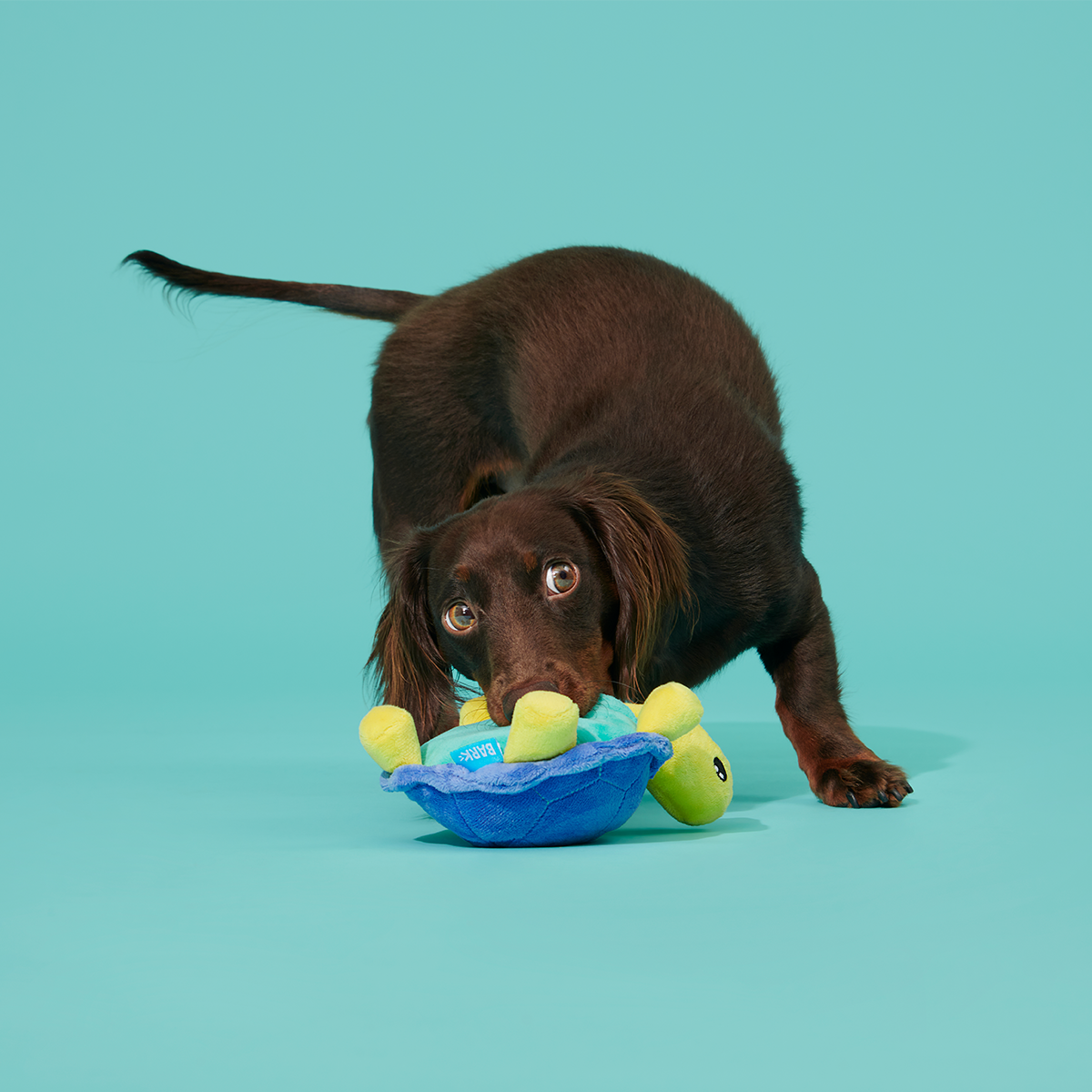 Tiago Tortuga Plush Tug Dog Toy - Image 4