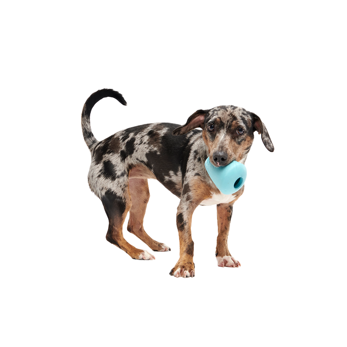 Titan Super Chewer Durable Enrichment Dog Toy - Image 5