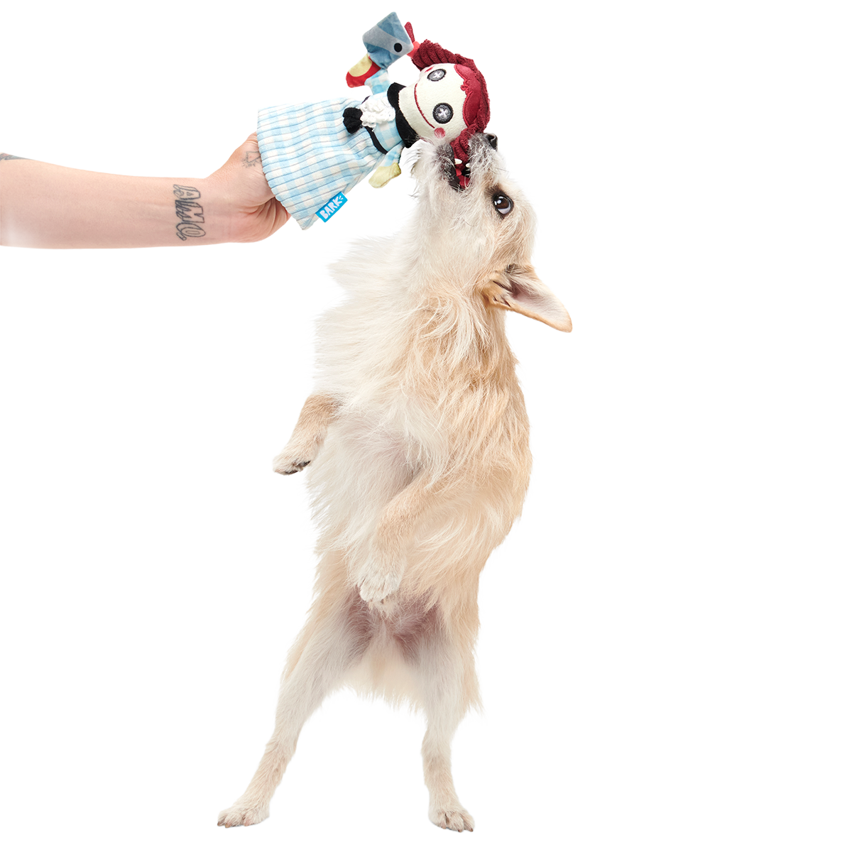Tragedy Ann Plush Tug Dog Toy - Image 5