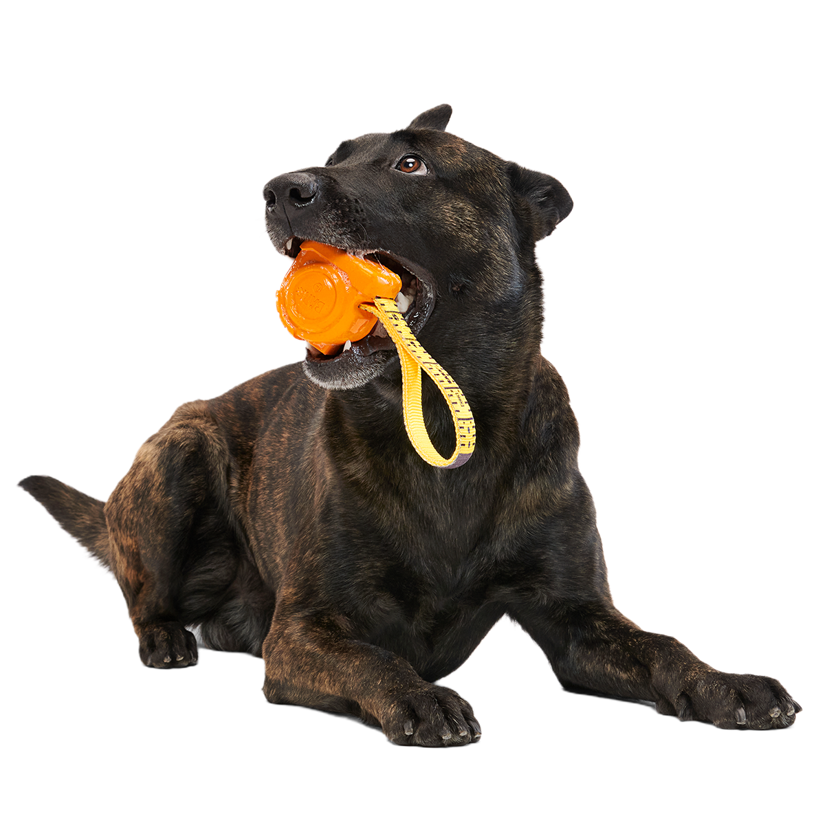 Tug Measure Super Chewer Durable Dog Toy - Image 6