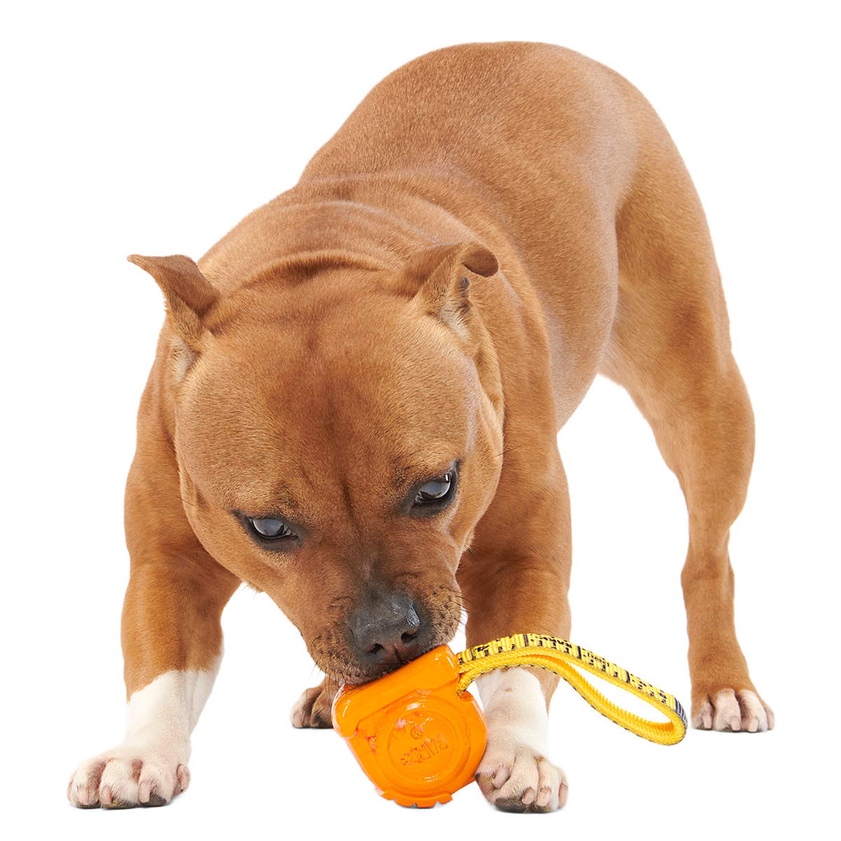 Tug Measure Super Chewer Durable Dog Toy - Image 4