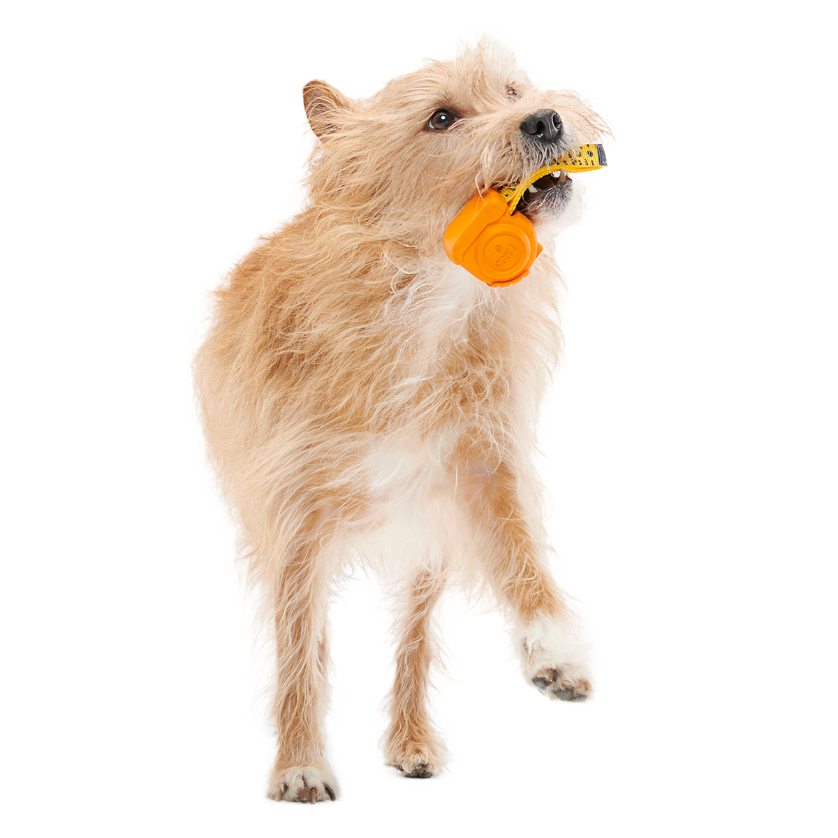 Tug Measure Super Chewer Durable Dog Toy - Image 2