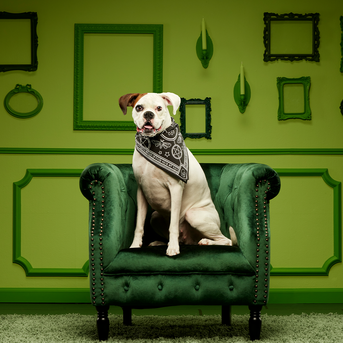 Witch Dog Bandana - Image 6