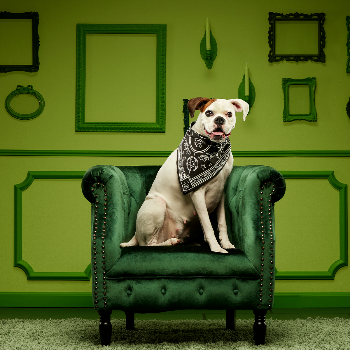 Witch Dog Bandana - Image 5