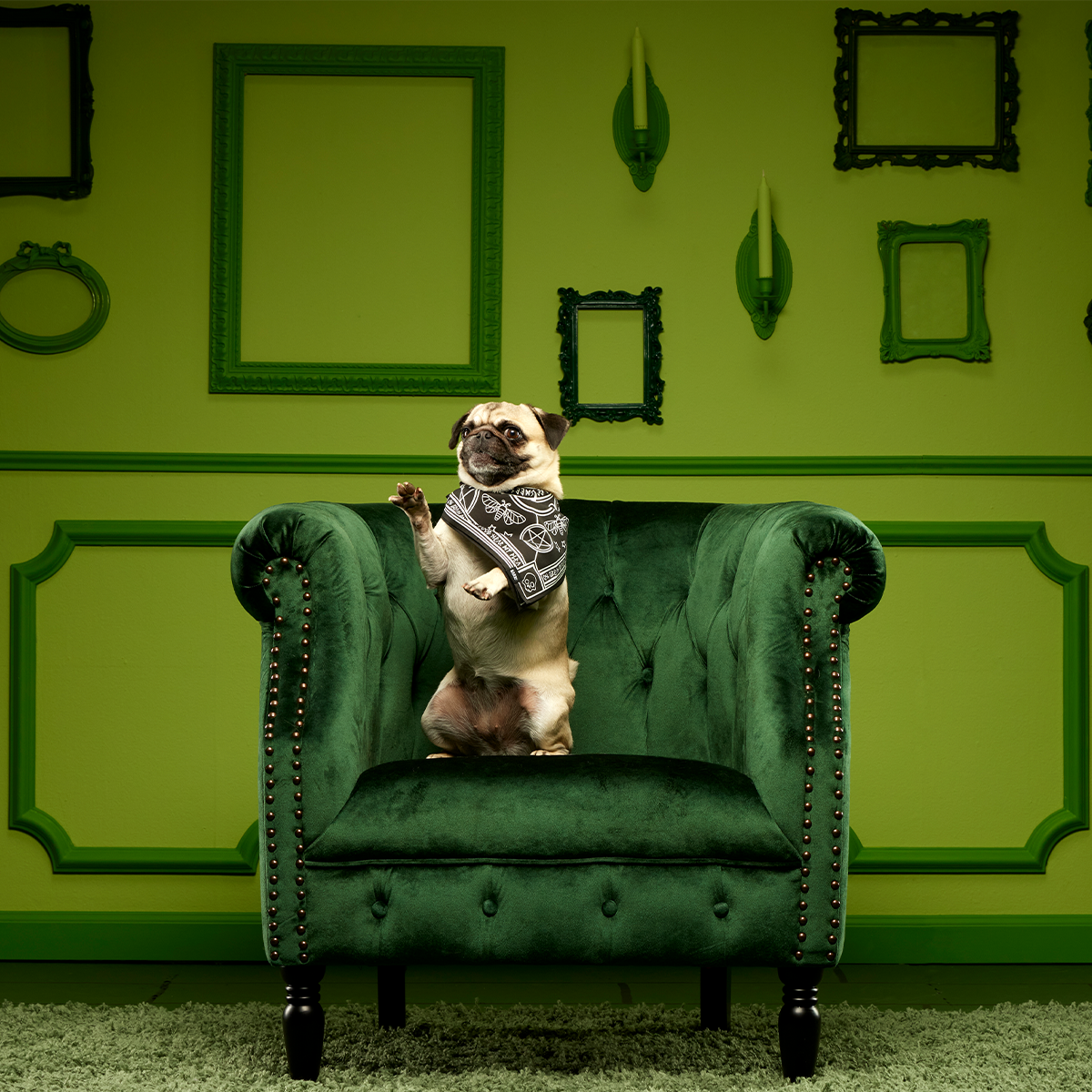 Witch Dog Bandana - Image 4