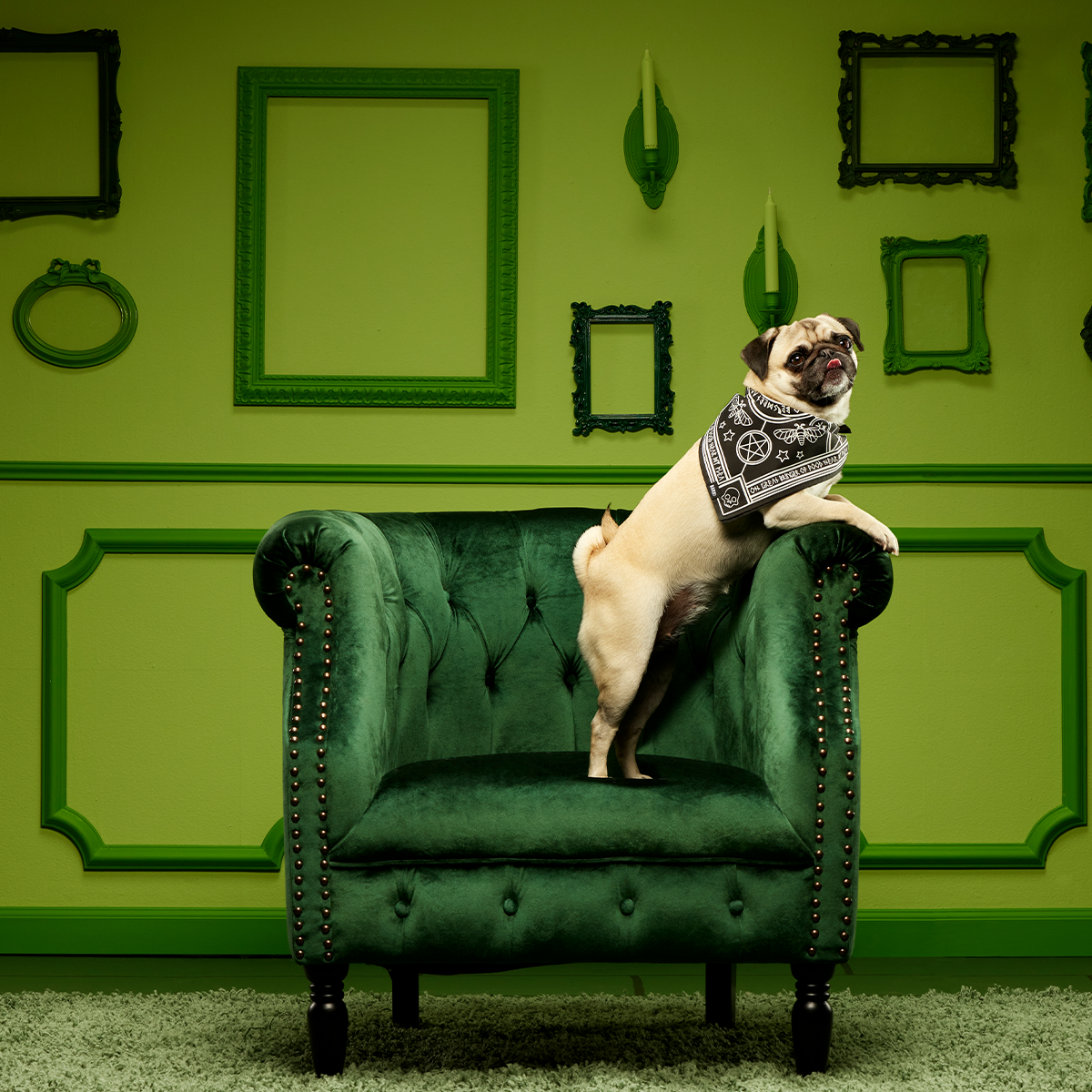 Witch Dog Bandana - Image 3