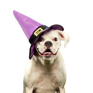 Witch's Scritches Hat Super Chewer Durable Wearable Dog Toy
