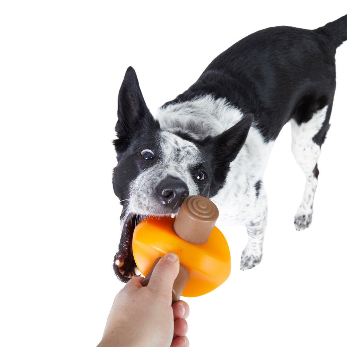 Chompfire Super Chewer Durable Gnaw Dog Toy - Image 2