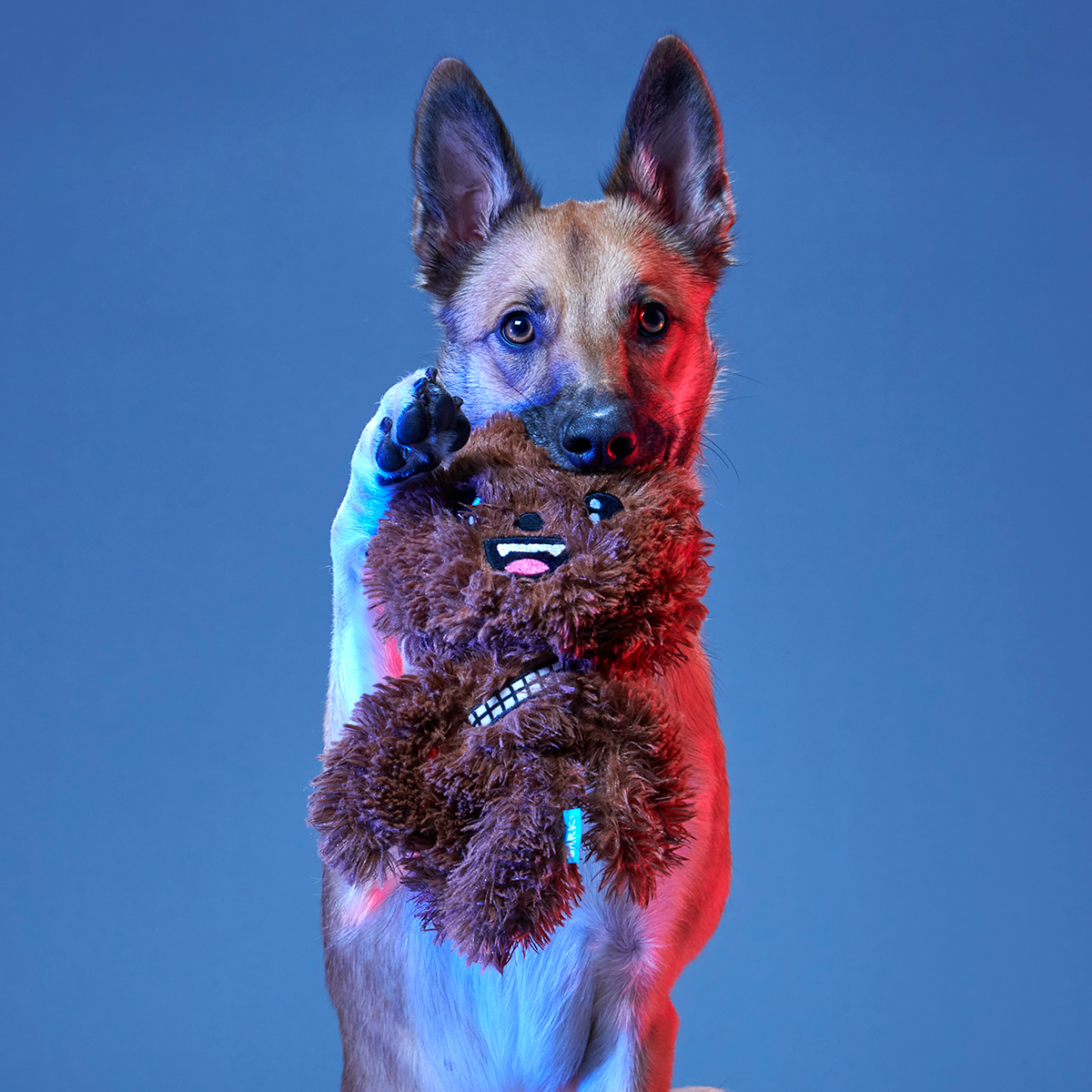Star Wars™ BarkBox - One Month Gift Box - Image 7